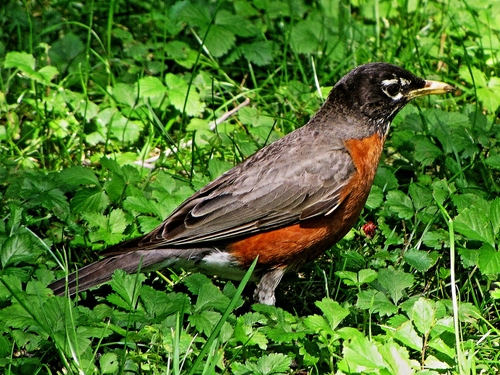 Immagine con uccello, verde, erba, becco, piume, nero, grigio, prato, natura
