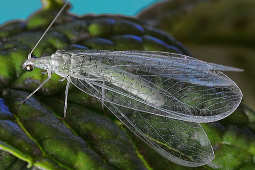 Immagine con insetto, ali, foglia, macro, trasparente, verde, antenna, occhio