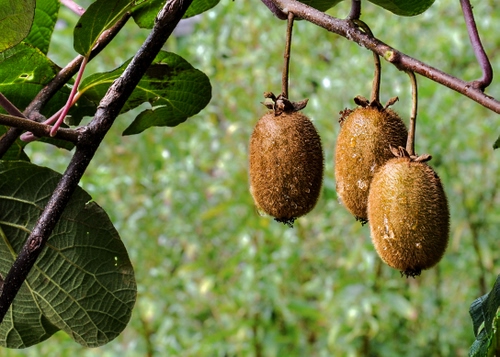 Immagine con kiwi, foglie, tre, frutti, verde, albero, rami, frutta, ramo, cibo