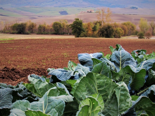 Immagine con foglie, verde, alberi, campo, marrone, terra, campi, verdura, piante