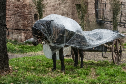 Immagine con asino, carretto, pioggia, animale, telo, erba, plastica, carro, riparo, mulo