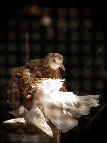 Immagine con uccello, becco, piume, bianco, penne, volatile, colombo, coda, occhio, animale