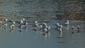 uccelli, acqua, gabbiani, mare, riflessi, bianco, spiaggia, azzurro, riva, ombre