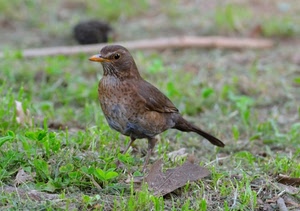 uccello, erba, becco, verde, piume, coda, ali, prato, foglie, volatile, zampe, occhi, natura