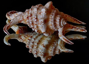 conchiglia, riflesso, nero, specchio, spirale, conchiglie, due, macro, riflessi, mare