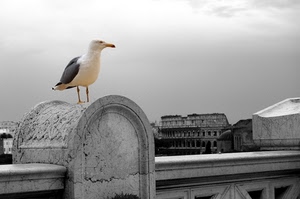 gabbiano, colosseo, uccello, becco, nero, marmo, ponte, bianco, roma