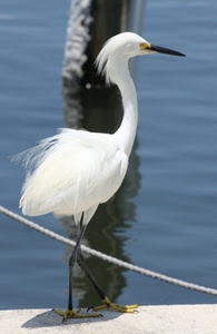 uccello, bianco, becco, piume, acqua, corda, zampe, riflesso