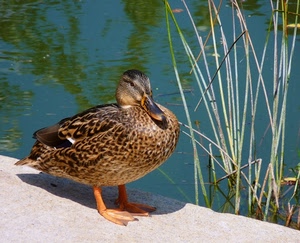 becco, acqua, uccello, anatra, zampe, canne, volatile, piume