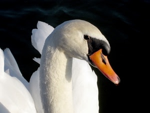 becco, bianco, cigno, nero, arancione, uccelli, giallo, collo, occhio, occhi