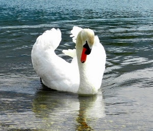 cigno, bianco, becco, ali, acqua, rosso, uccello, piume, animale, riflesso, nero, collo