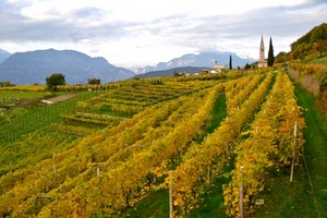 campanile, vigna, filari, autunno, colline, verde, paesaggio, collina, vigneto, vigneti, giallo, viti, montagne, foglie, chiesa, alberi, campagna, cielo, cipressi, agricoltura, piante