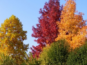rosso, giallo, alberi, verde, autunno, foglie, colori, cielo