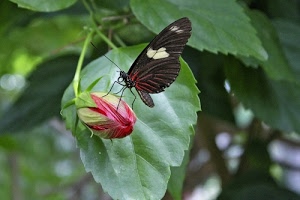 farfalla, foglie, verde, bocciolo, fiore, rosso, insetto, zampe, ali, macro, antenne, nero, natura