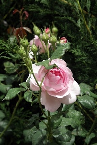 foglie, rosa, boccioli, petali, verde, fiore, macro, corolla, rose, rami, natura, gambi, pianta