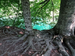 radici, foglie, alberi, verde, rami, tronchi, acqua, natura, bosco, grigio, due, azzurro, legno, lago, fogliame