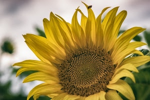 girasole, giallo, petali, fiore, corolla, insetto, semi, macro, stami, marrone, estate