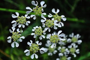 petali, verde, bianco, fiori, sfocato, macro, fiore, sfondo, pistilli, natura, bianchi, corolla, stami