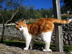 gatto, bianco, micio, muretto, palo, alberi, coda, pietre, occhi, animale, rosso, albero, orecchie, muso, muro, felino, pelo, gatti, baffi, marrone, azzurro, cielo, campagna, zampe
