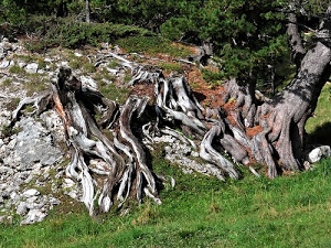 radici, erba, verde, tronco, alberi, tronchi, albero, bosco, foglie, rami, prato, pietre, rocce, natura, sassi