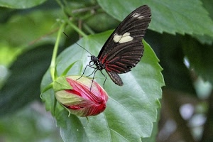 farfalla, fiore, foglie, verde, bocciolo, ali, rosso, zampe, antenne, insetto, nero, foglia, macro, sfocato, natura