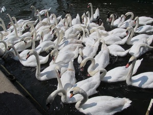 cigni, bianco, acqua, uccelli, bianchi, lago, collo, animali