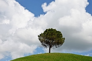 nuvole, albero, cielo, verde, erba, prato, collina