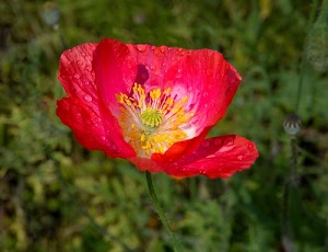 rosso, fiore, pistilli, petali, verde, giallo, papavero, gocce, acqua, pistillo, bianco, stami, tulipano, gambo