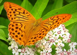 farfalla, fiori, ali, arancione, verde, foglie, antenne, giallo, insetto