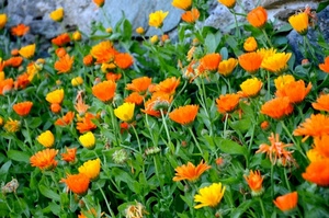 fiori, verde, giallo, arancione, foglie, arancio, colori, piante