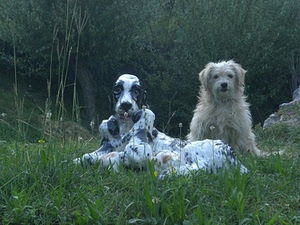 cani, prato, cane, erba, verde, alberi, cuccioli, barboncino, animali, ceramica