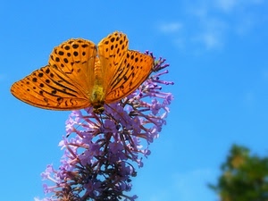 farfalla, fiore, cielo, ali, lilla, giallo, azzurro, arancione, natura
