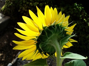 giallo, petali, verde, girasole, fiore, foglie, natura