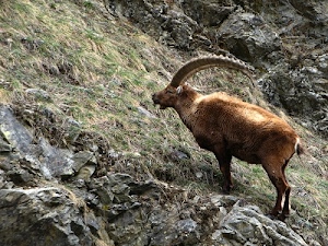 corna, erba, montagna, stambecco, zampe, animale, rocce, marrone, roccia, pietre, quadrupede, pendio, muso, montagne