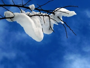 neve, cielo, rami, azzurro, inverno, bianco, ramo, blu, ghiaccio