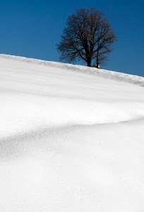 neve, albero, bianco, inverno, cielo, azzurro, rami