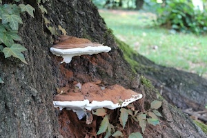 tronco, funghi, foglie, marrone, corteccia, edera, fungo, verde, albero, bianco, natura, bosco, piante, erba, prato, autunno