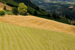 alberi, verde, campi, colline, fieno, montagna, prato, balle, paglia, giallo, natura, prati