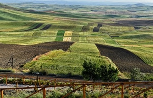 campi, verde, colline, panorama, staccionata, terra, alberi, erba, prato, paesaggio, strisce, coltivazioni