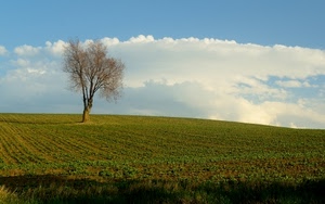 nuvole, albero, campo, erba, verde, collina, prato, cielo