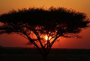 albero, tramonto, sole, arancione, controluce, rosso, rami, savana