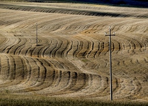 pali, fili, curve, campi, campo, campagna, grano, linee, onde, righe, giallo, solchi, marrone, agricoltura, due