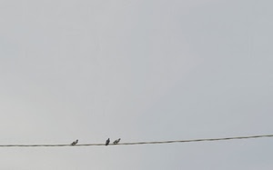filo, tre, uccelli, cielo, piccioni, minimalismo, grigio, colombi, cavo, animali