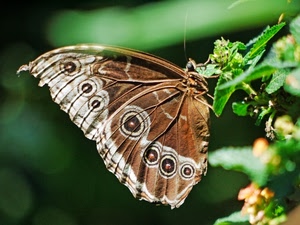 farfalla, ali, marrone, foglie, verde, cerchi, natura, occhi, pianta