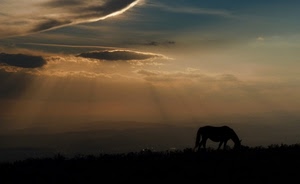 cavallo, nuvole, raggi, controluce, sole, paesaggio, cielo