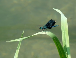 ali, verde, insetto, libellula, blu, zampe, foglie, erba, azzurro, macro, sfocato, tre, fili, sfondo, natura