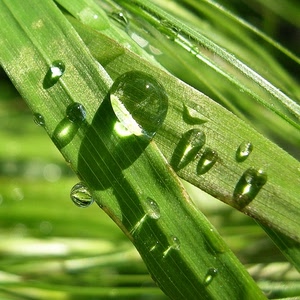 verde, gocce, acqua, foglie, macro, pianta, natura, sfocato, trasparenze, riflessi