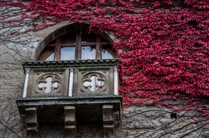 balcone, finestra, edera, rosso, rampicante, rossa, foglie, arco, autunno