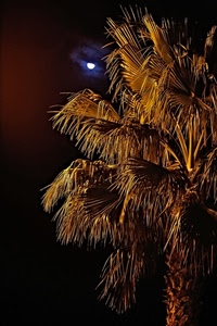 luna, palma, foglie, albero, notte, tronco, cielo, luce, nero, rami, notturno, nuvole