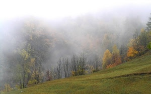 nebbia, alberi, verde, autunno, collina, erba, prato, piante, bosco