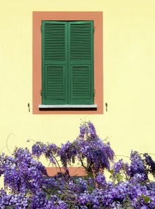 finestra, verde, persiane, glicine, fiori, viola, giallo, muro, pianta, cornice